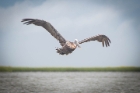 pelican in flight, Folly Beach, SC